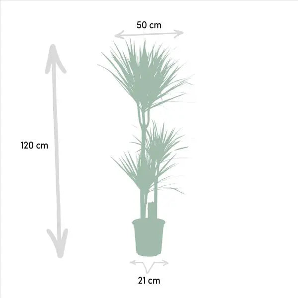 Dracaena - ↨120cm - Ø21cm + Dracaena - 70cm - Ø17cm  BotanicBridge