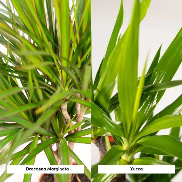 Dracaena ↨70cm - Ø17cm + Yucca ↨90cm - Ø17cm  BotanicBridge