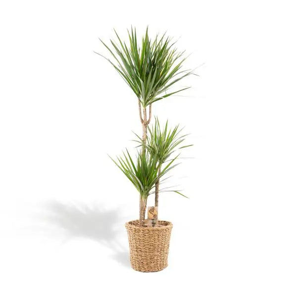 Dracaena met mand - ↨120cm - Ø21cm  BotanicBridge