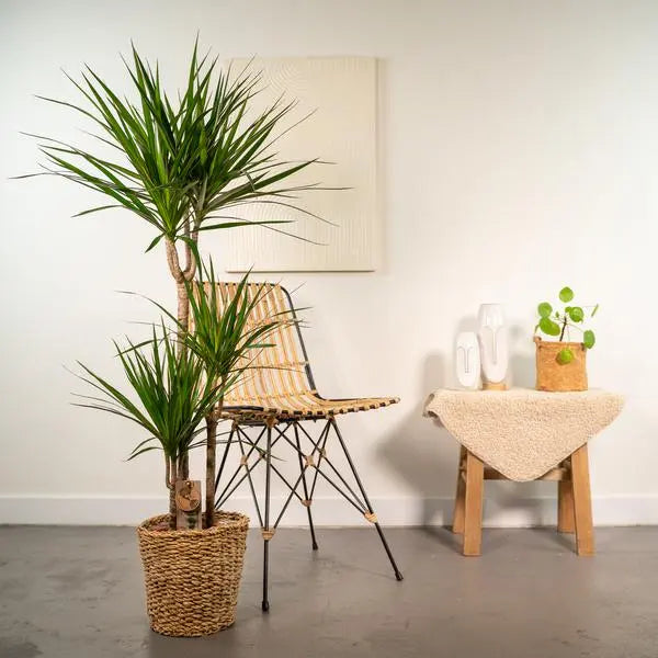 Dracaena met mand - ↨120cm - Ø21cm  BotanicBridge