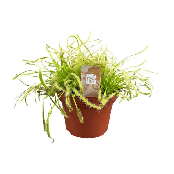 Drosera Capensis - Ø12cm - ↕17cm  BotanicBridge