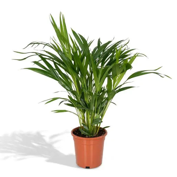 Dypsis Lutescens - Areca - Ø17cm - ↕60cm  BotanicBridge