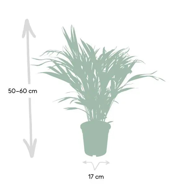 Dypsis Lutescens - Areca - Ø17cm - ↕60cm  BotanicBridge