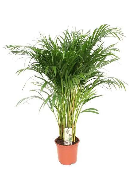 Dypsis Lutescens - Areca - Ø21cm - ↕110cm  BotanicBridge