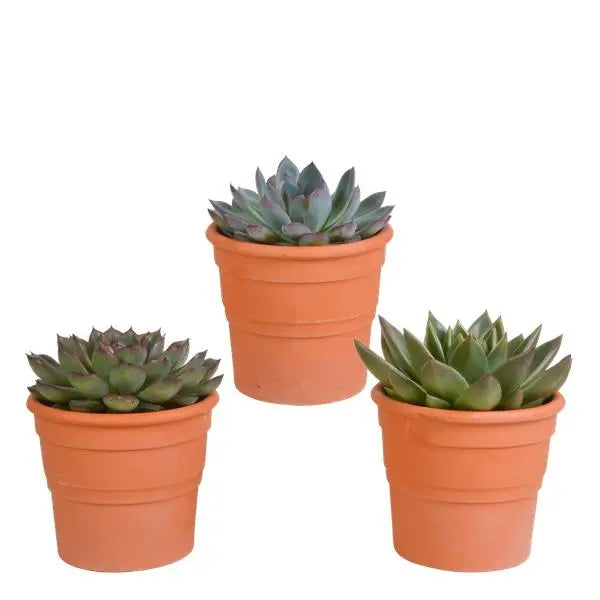 Echeveria mix 10.5 cm - 3x - in terracotta pot  BotanicBridge