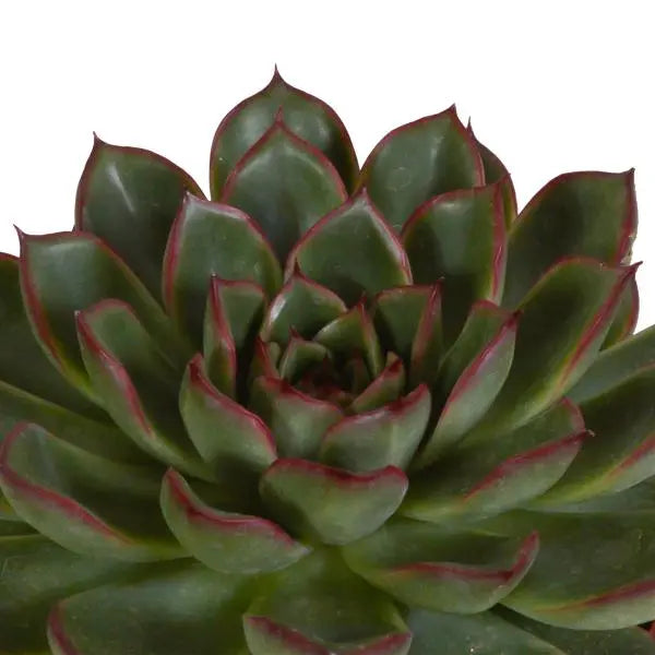 Echeveria mix 8.5 cm - 3x - in Mexicaanse pot  BotanicBridge