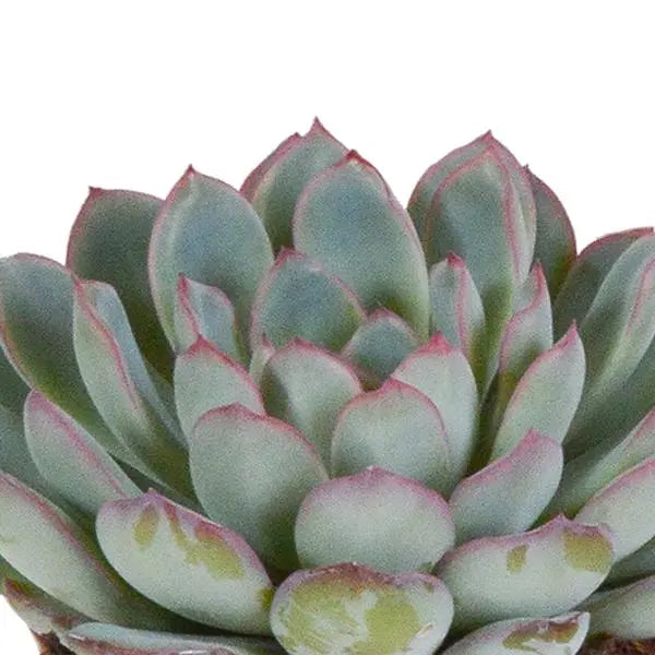 Echeveria mix 8.5 cm - 3x - in witte pot  BotanicBridge