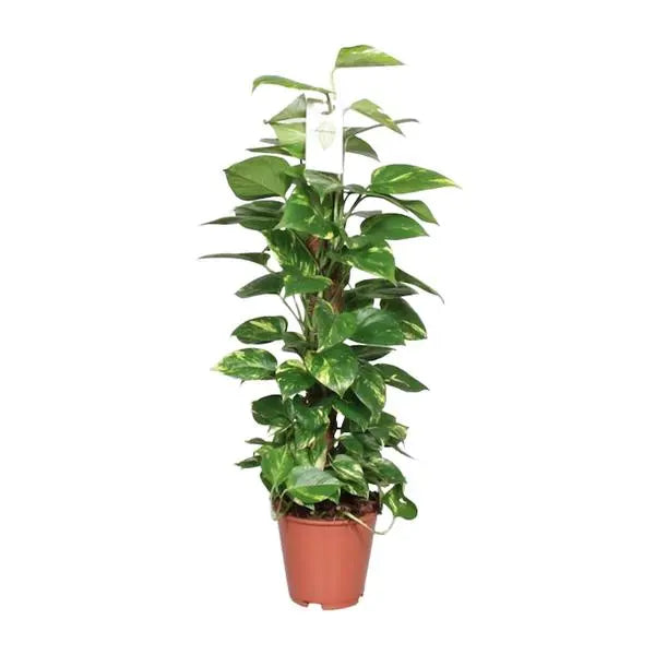 Epipremnum Aureum Mosstok - Scindapsus - Ø19cm - ↕80cm  BotanicBridge