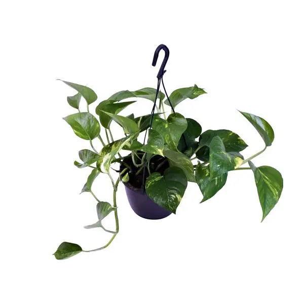 Epipremnum Aureum - Ø15cm - ↕30cm  BotanicBridge