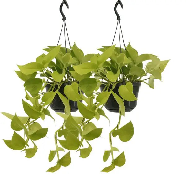 Epipremnum Golden Pothos (Scindapsus) - 2 stuks - Ø15cm - ↕25cm  BotanicBridge