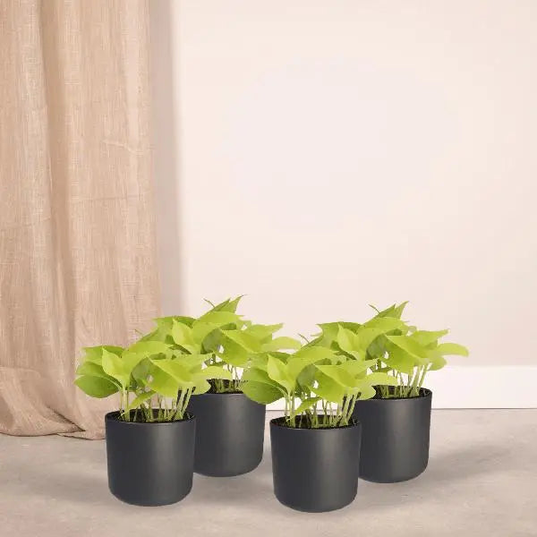 Epipremnum Golden Pothos (Scindapsus) - 4 stuks - Ø12cm - ↕15cm  BotanicBridge