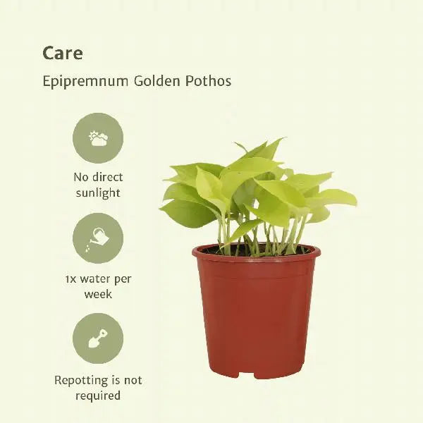 Epipremnum Golden Pothos (Scindapsus) - 4 stuks - Ø12cm - ↕15cm  BotanicBridge