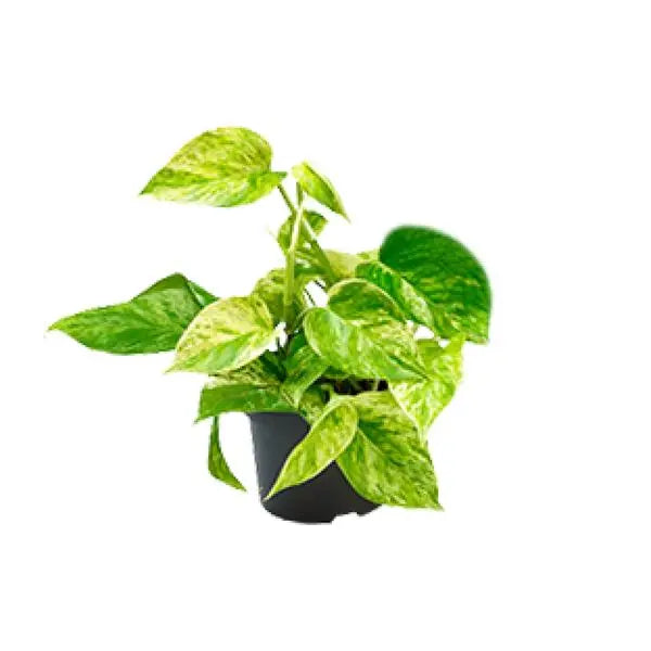 Epipremnum Marble Queen - Scindapsus - Ø15cm - ↕25cm - Ø12 - ↨15cm  BotanicBridge