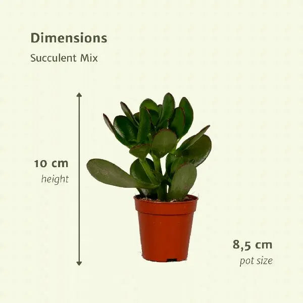 Everspring - Succulenten Mix - 18 stuks - 10 cm - Ø8,5  BotanicBridge