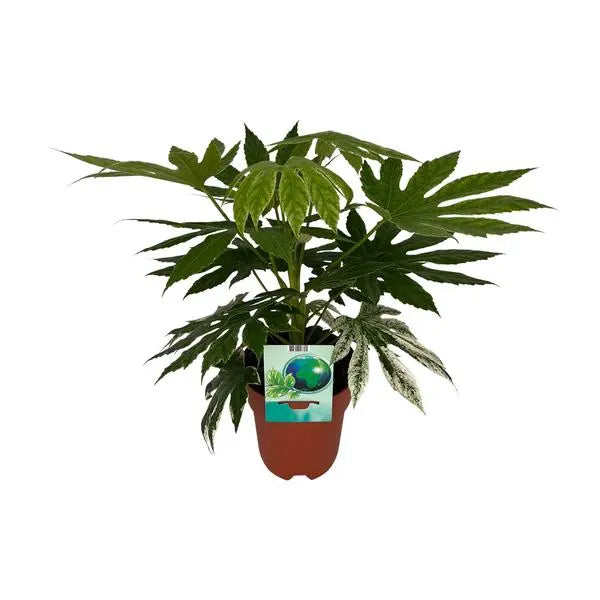 Fatsia Japonica Variegata - Ø19cm - ↕60cm  BotanicBridge