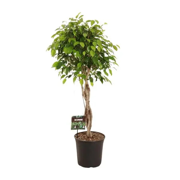 Ficus Benjamina Exotica - Ø27cm - ↕120cm  BotanicBridge