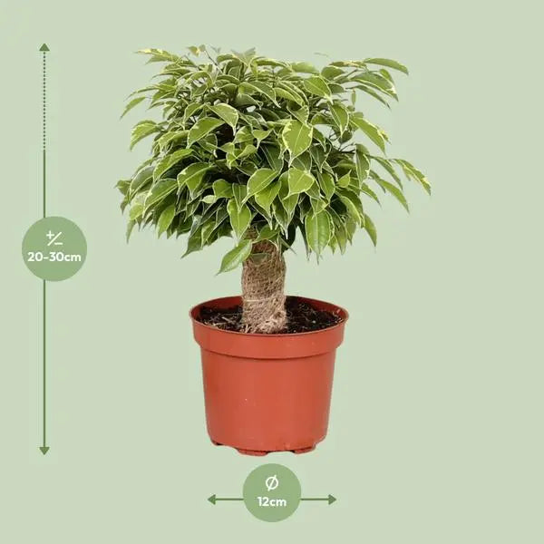 Ficus Benjamina Kinky - Ø12cm - ↕28cm  BotanicBridge