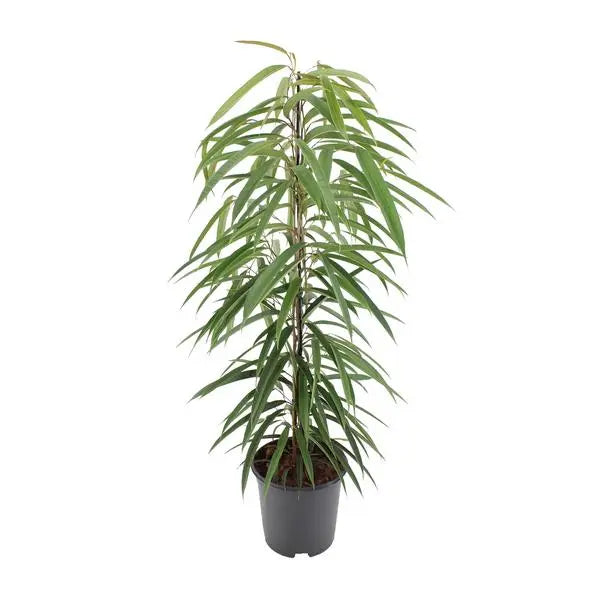 Ficus Binnendijkii Alii - Ø21cm - ↕80cm  BotanicBridge