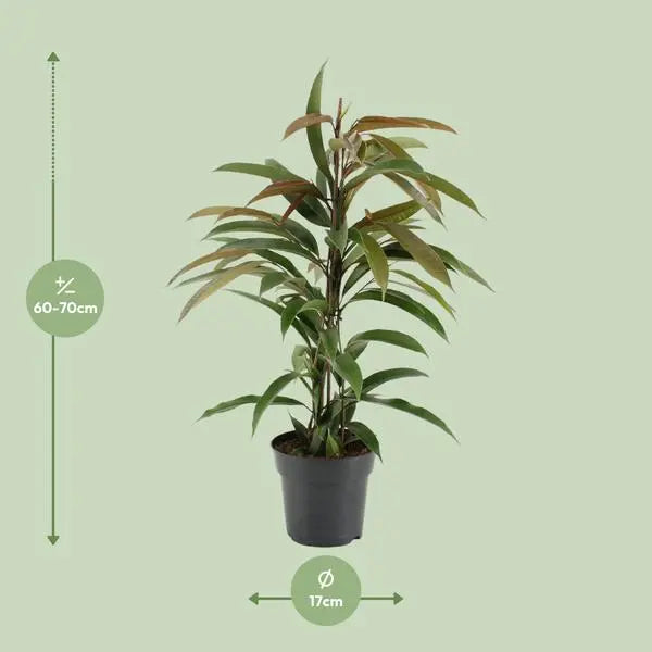 Ficus Binnendijkii Amstel King - Ø17cm - ↕70cm  BotanicBridge