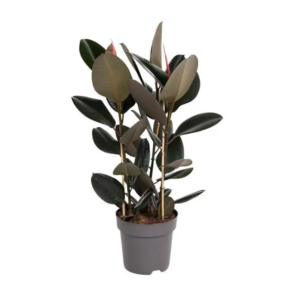 Ficus Elastica Abidjan - Ø27cm - ↕110cm  BotanicBridge