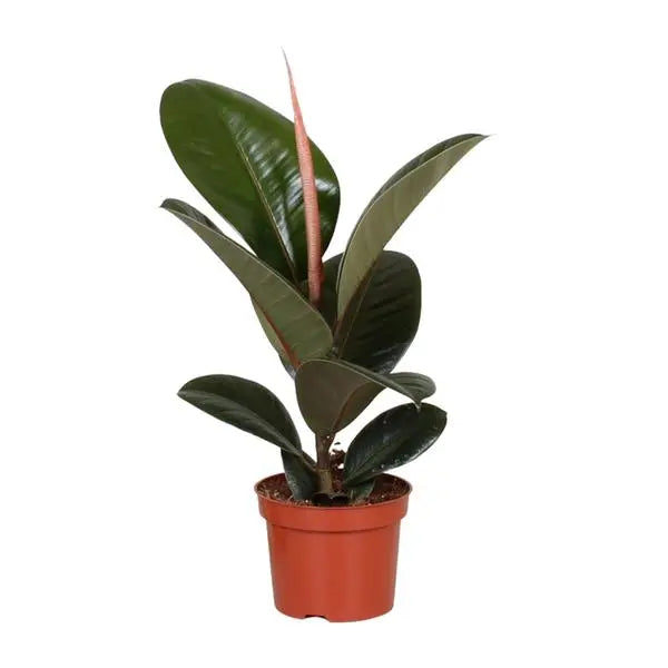 Ficus Elastica Robusta - Ø12cm - ↕35cm  BotanicBridge