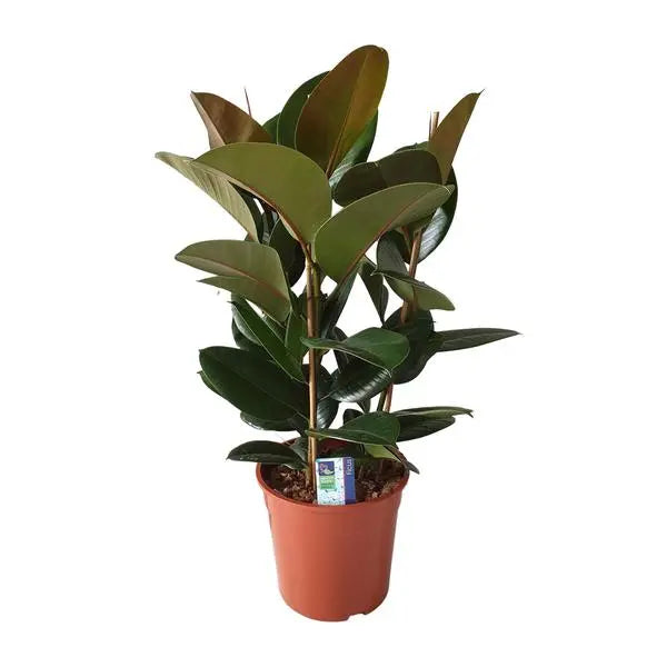 Ficus Elastica Robusta - Ø27cm - ↕80cm  BotanicBridge