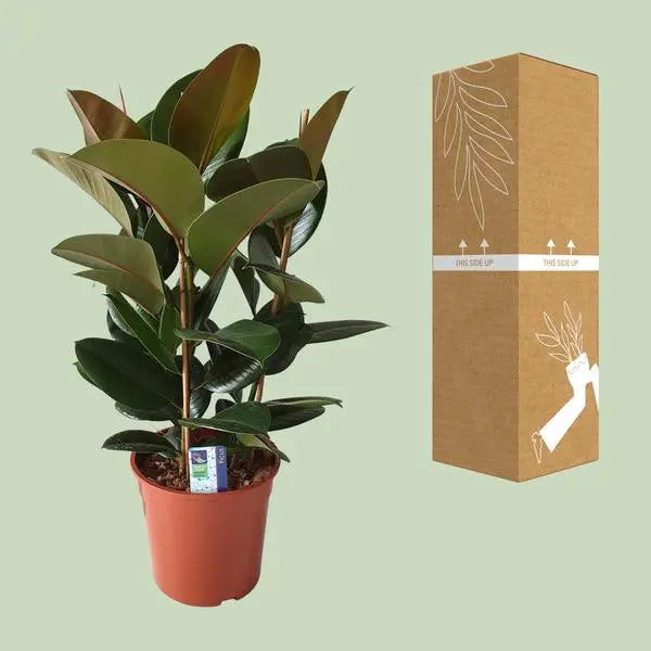 Ficus Elastica Robusta - Ø27cm - ↕80cm  BotanicBridge