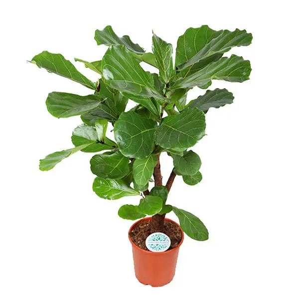 Ficus Lyrata (vertakt) - Ø24cm - ↕110cm  BotanicBridge