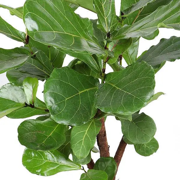 Ficus Lyrata (vertakt) - Ø24cm - ↕110cm  BotanicBridge