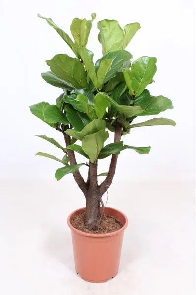 Ficus Lyrata vertakt - Ø27cm - ↕120cm  BotanicBridge