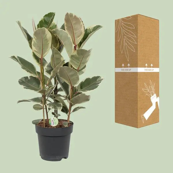 Ficus Tineke - Ø27cm - ↕85cm  BotanicBridge