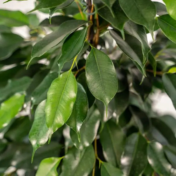 Ficus benjamina Danielle - Ø21cm - ↕95cm + Pot Mayk Lead  BotanicBridge