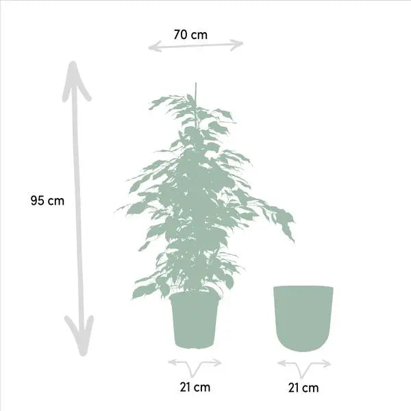 Ficus benjamina Danielle - Ø21cm - ↕95cm + Pot Mayk Lead  BotanicBridge