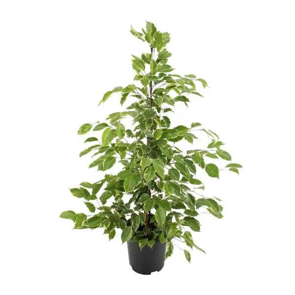 Ficus benjamina Goldenking - Ø21cm - ↕95cm  BotanicBridge