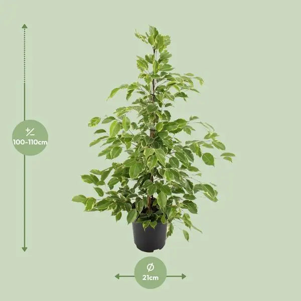 Ficus benjamina Goldenking - Ø21cm - ↕95cm  BotanicBridge