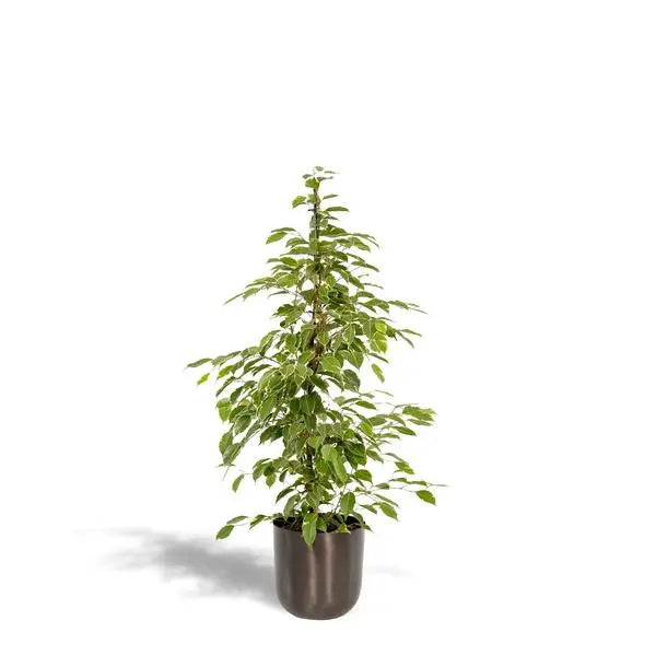 Ficus benjamina Goldenking - Ø21cm - ↕95cm + Pot Mayk Lead  BotanicBridge