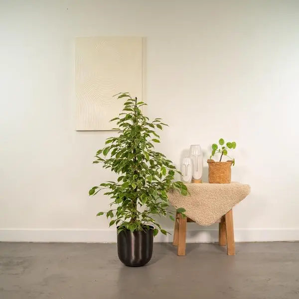 Ficus benjamina Goldenking - Ø21cm - ↕95cm + Pot Mayk Lead  BotanicBridge