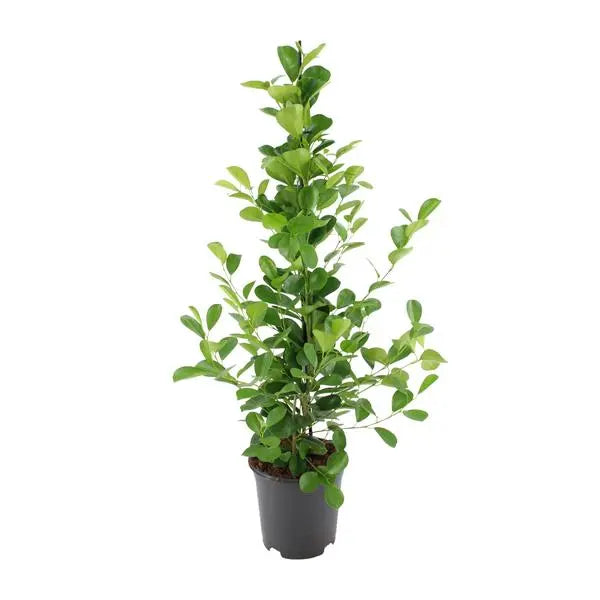 Ficus microcarpa Moclame - Ø21cm - ↕95cm  BotanicBridge