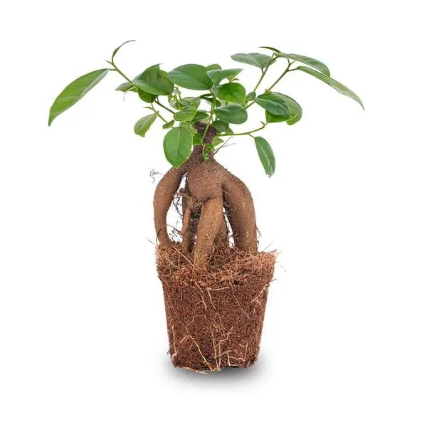 Ficus microcarpa ginseng bonsai  - Potmaat 9  BotanicBridge