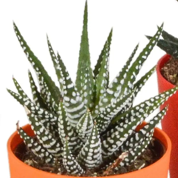 Gasteria/Haworthia mix 5,5cm - 5x - in gekleurde plasticpot  BotanicBridge