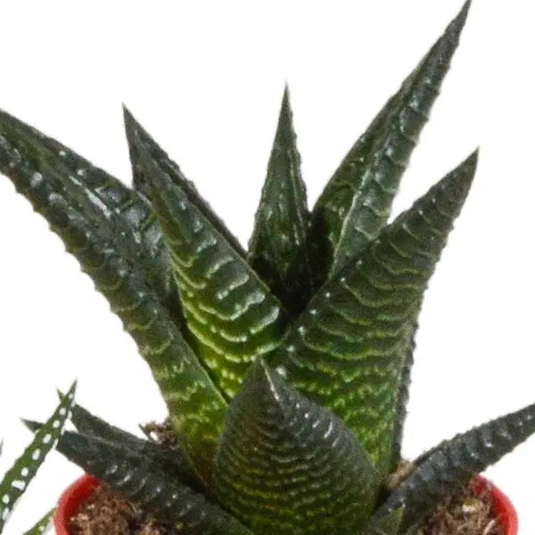 Gasteria/Haworthia mix 5,5cm - 5x - in gekleurde plasticpot  BotanicBridge