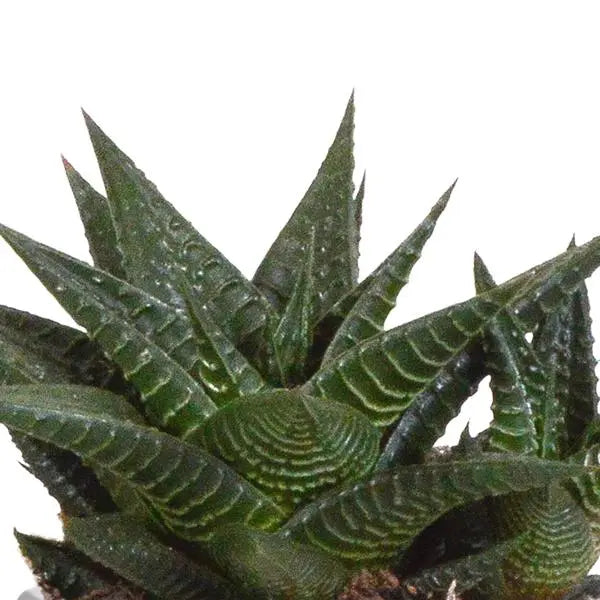 Gasteria/Haworthia mix 8,5cm - 3x - in Mexicaanse pot  BotanicBridge