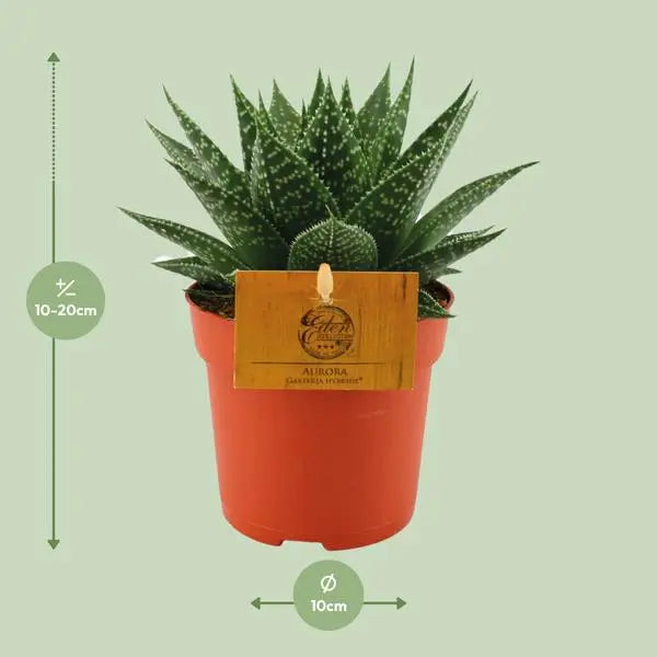 Gasteria Hybride Aurora - Ø11cm - ↕15cm  BotanicBridge