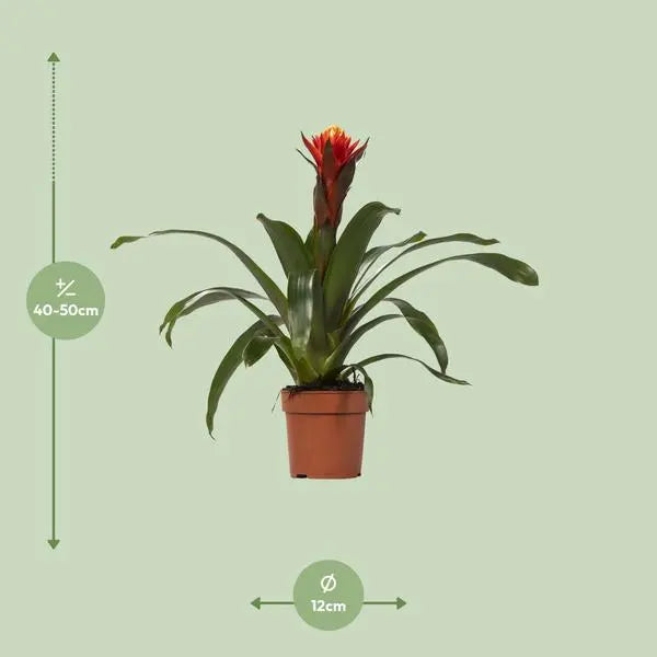 Guzmania Happiness - Ø12 ↕45  BotanicBridge