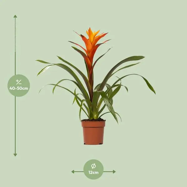 Guzmania Variada - Ø12 ↕50  BotanicBridge