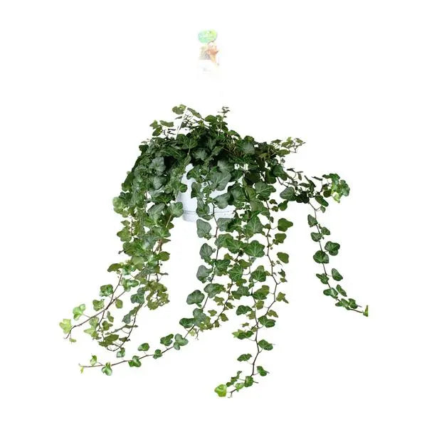 Hedera Wonder Green - Ø24cm - ↕70cm - Ø17 - ↨70cm  BotanicBridge