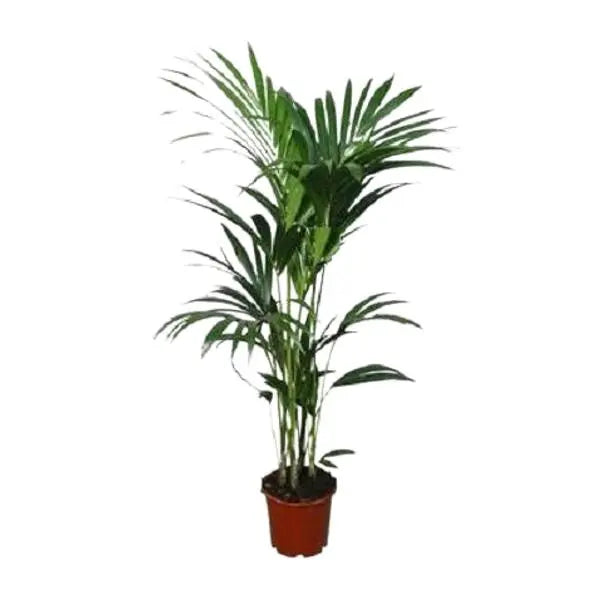 Howea forsteriana - Ø21cm - ↕120cm - Ø24 - ↨120cm  BotanicBridge