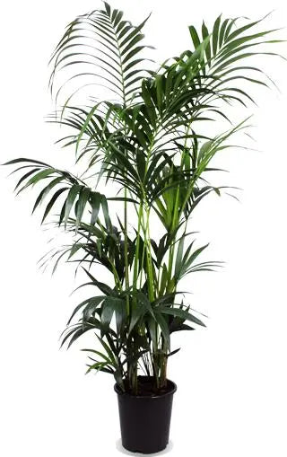 Kentia Palm - Ø27cm - ↕160cm  BotanicBridge