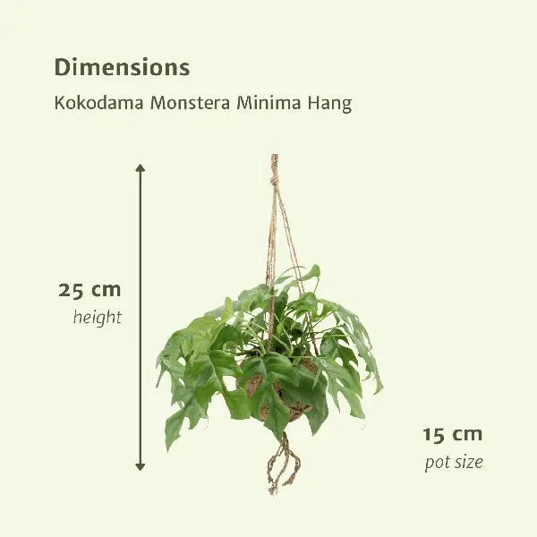 Kokodama Monstera Minima Hang (Gatenplant) - 2 stuks - Ø15cm - ↕25cm  BotanicBridge