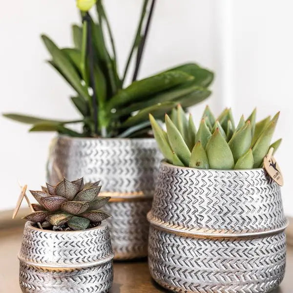 Kolibri Company - Planten set Groove zilver | Set met witte Phalaenopsis orchidee Amabilis Ø9cm en groene plant Succulent Aloe Brevifolia Ø6cm  | incl. zilver keramieken sierpotten  BotanicBridge